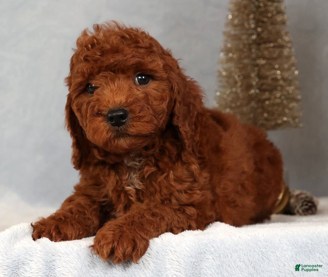 Miniature Poodle dogs for sale: Stanley - Ad 9
