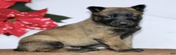 Belgian Malinois dogs for sale: Apollo  - Ad 2