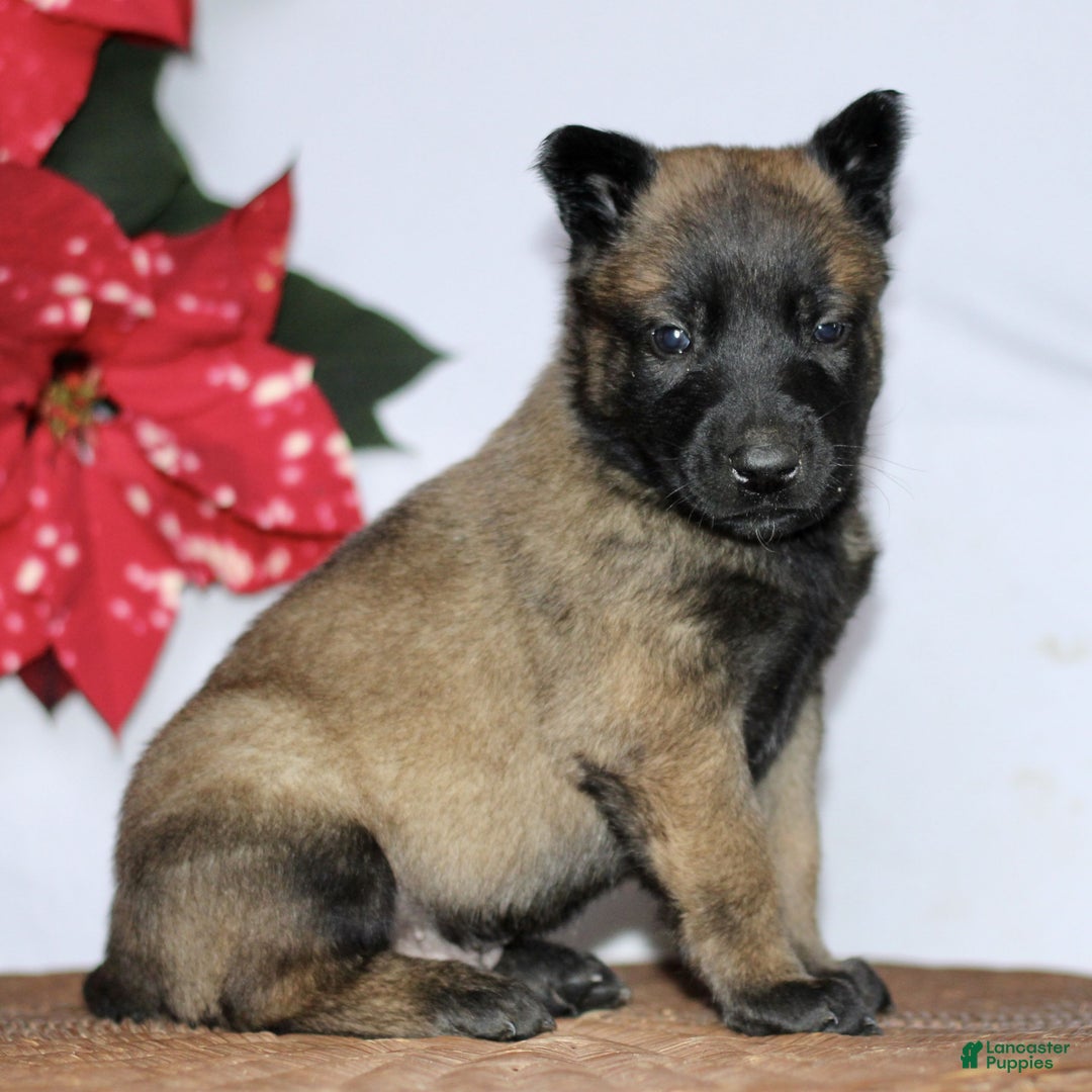 Belgian Malinois dogs for sale: Apollo  - Ad 2