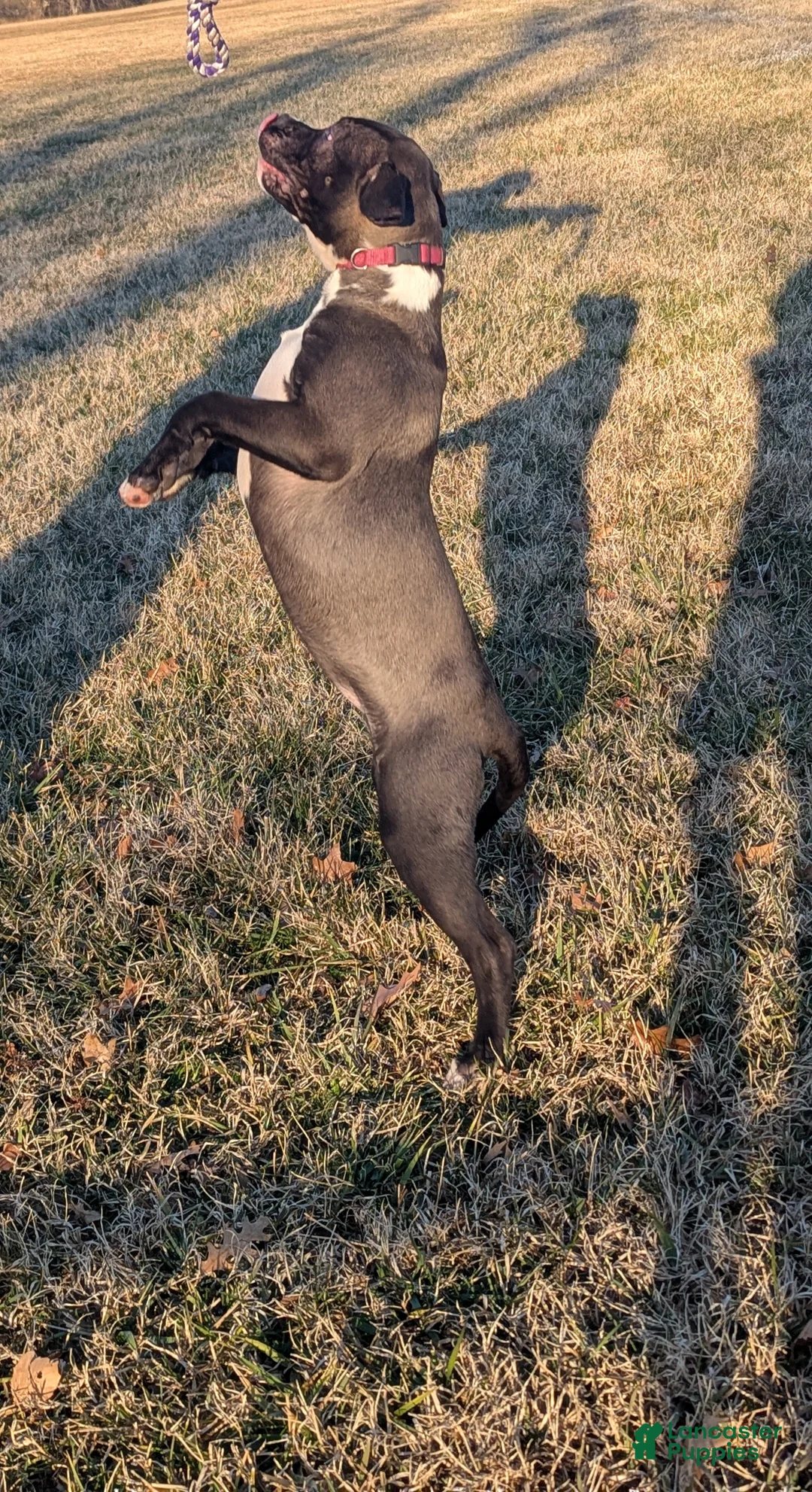 American Bully dogs for sale: Rage - Ad 9