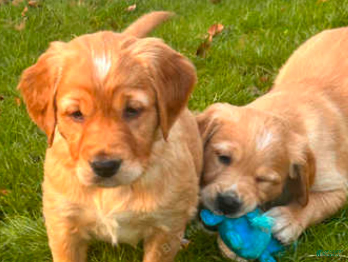 Golden Retriever dogs Golden Retriever Puppy 5 - Ad 7