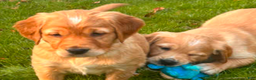 Golden Retriever dogs for sale: Golden Retriever Puppy 5 - Ad 1