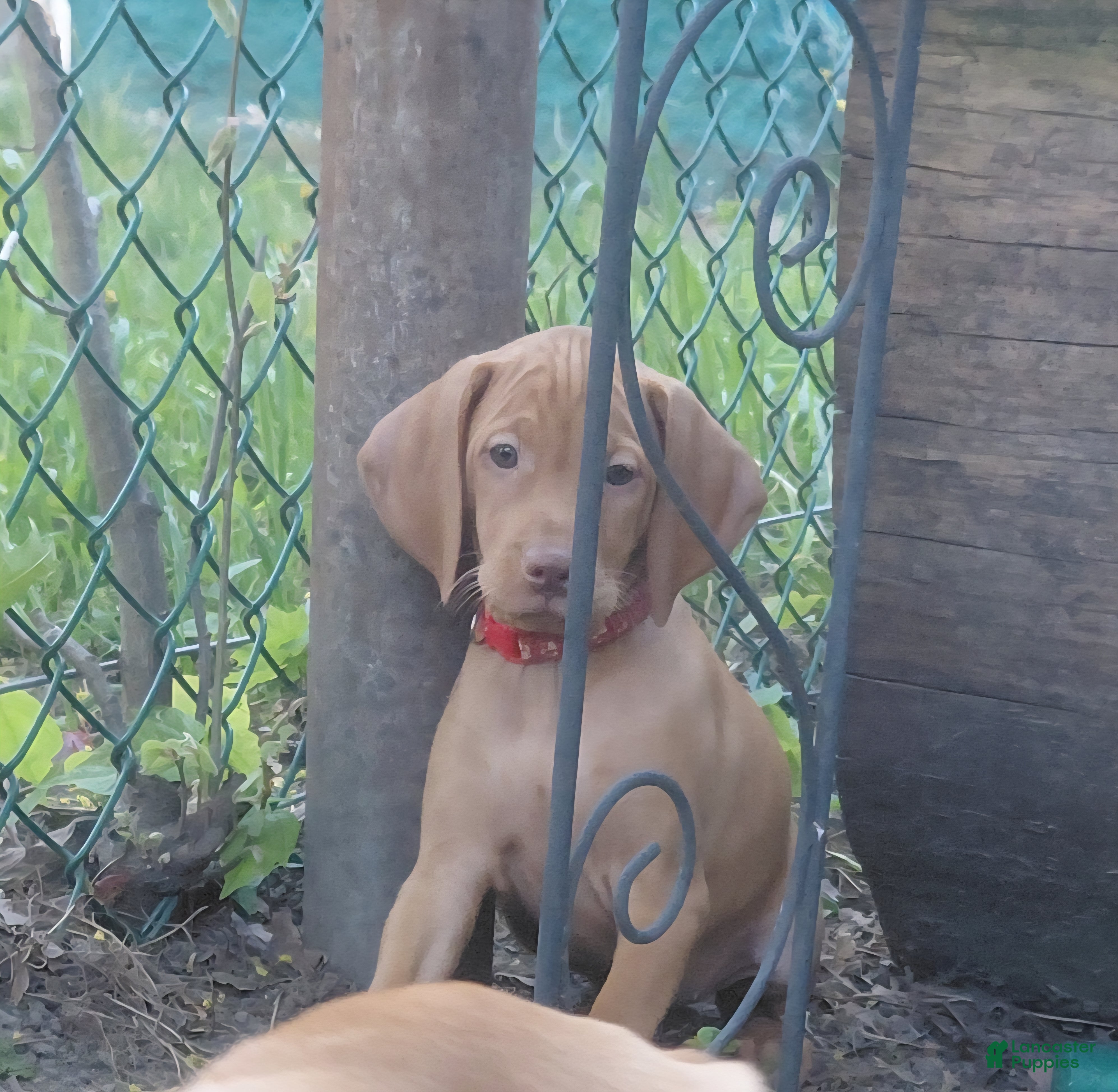 Vizsla dogs Red Collar - Ad 6