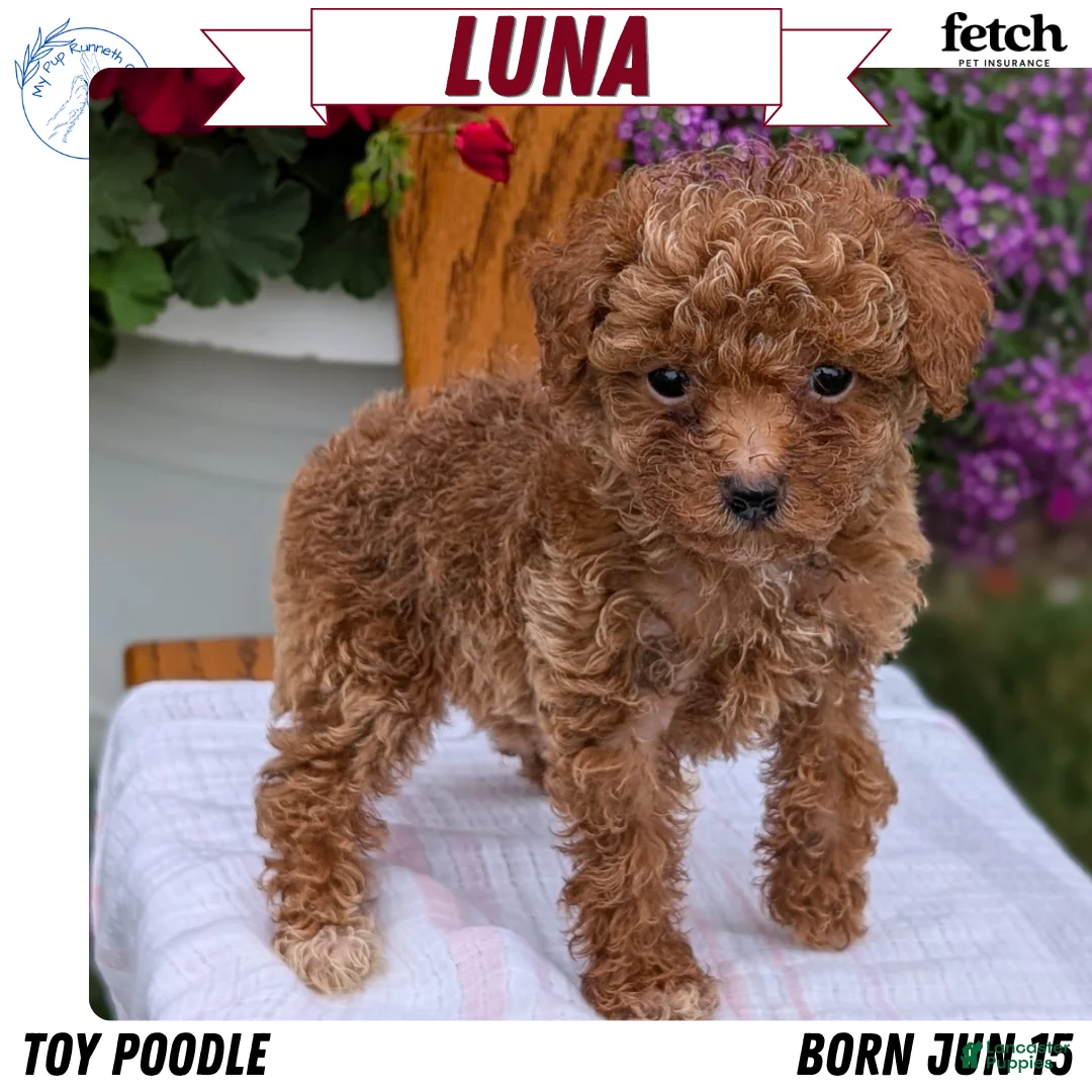 Toy Poodle dogs for sale: Luna - Ad 1