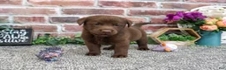 Labrador Retriever dogs for sale: Nutella - Ad 4