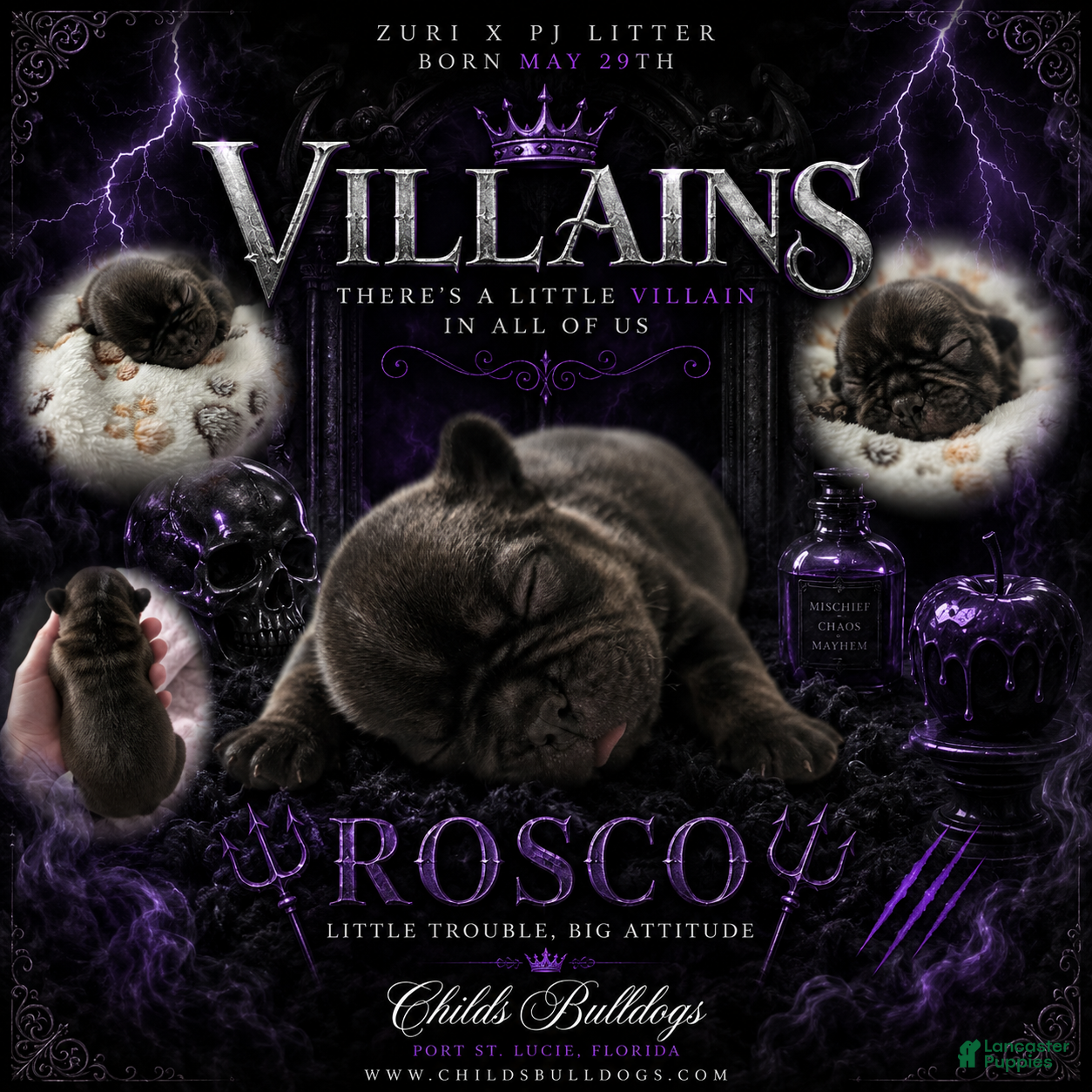 French Bulldog dogs Rosco  - Ad 16