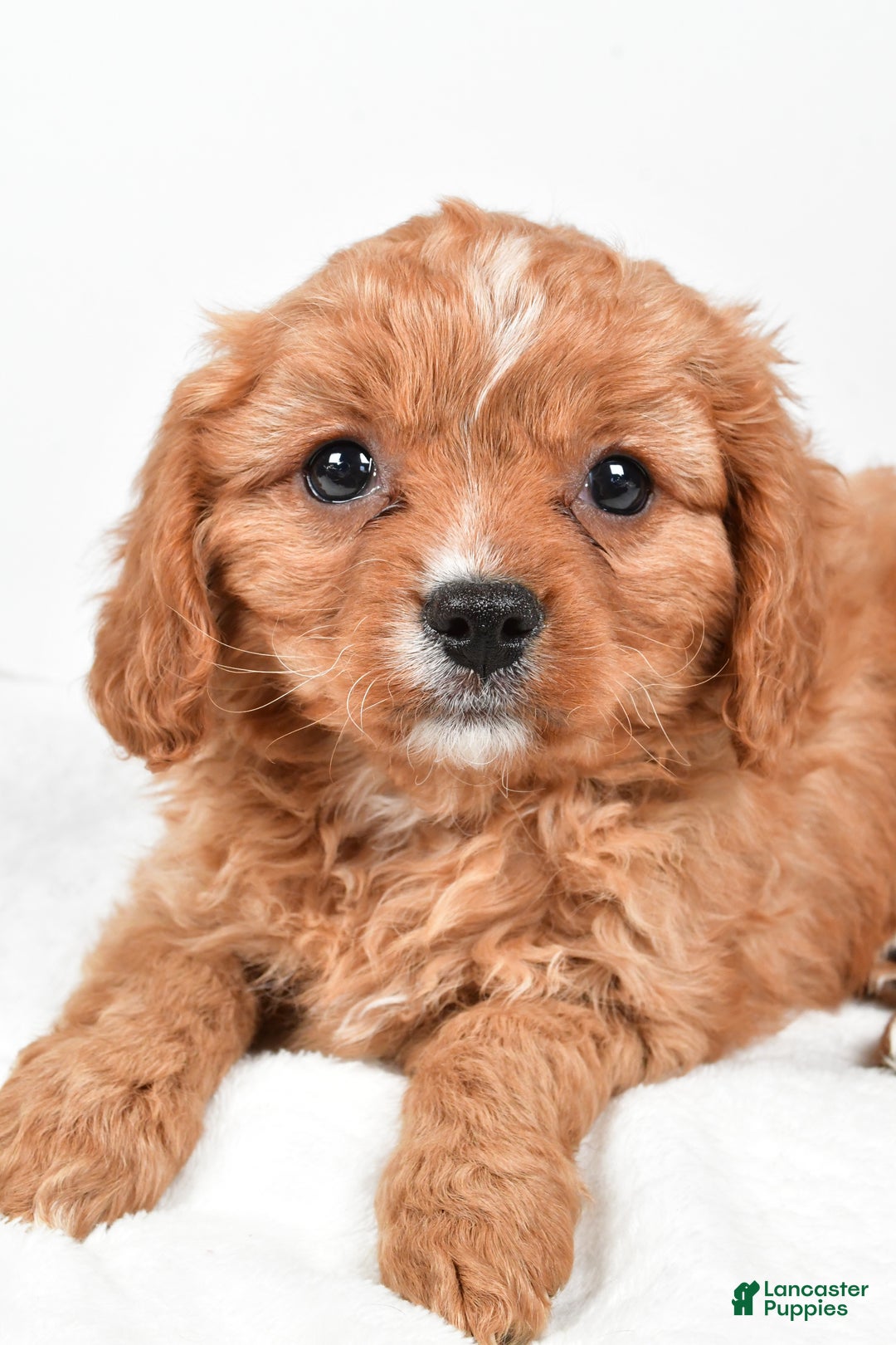 Cavapoo dogs for sale: Penny f one b - Ad 5