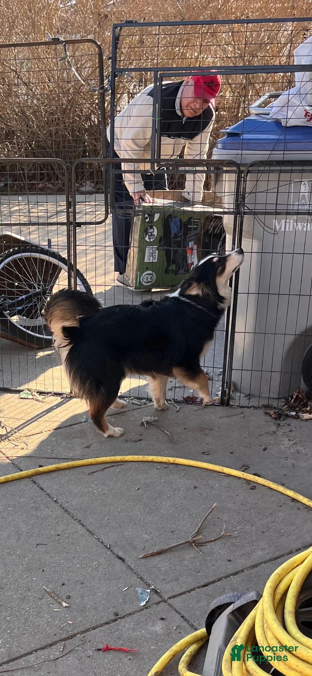 Australian Shepherd dogs for stud: Blakie - Ad 2