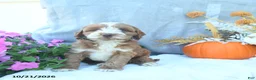 Cockapoo dogs for sale: Cinnamon - Ad 4