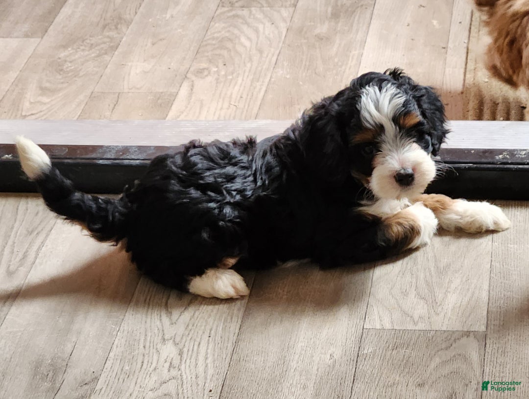 Cavapoo dogs for sale: Cavapoo Black/Tri Male #5 (Autumn's) - Ad 5
