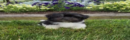 Havanese dogs for sale: Toby - Ad 6