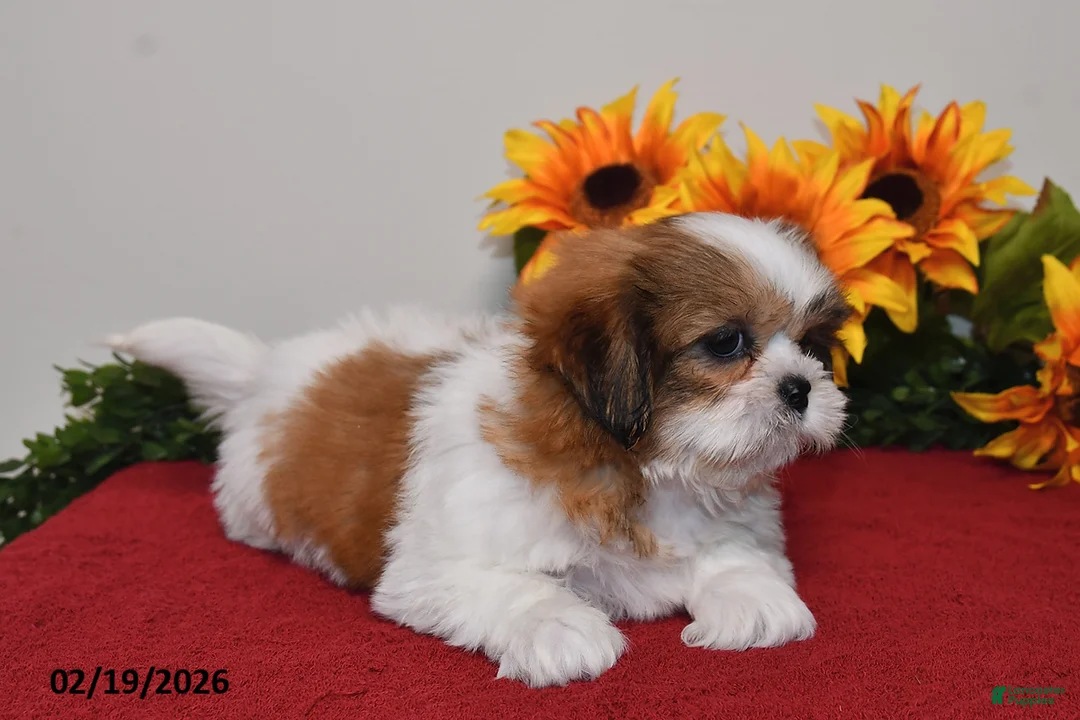 Shih Tzu dogs for sale: Milo - Ad 4