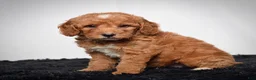 Mini Goldendoodle dogs for sale: Ms. Alice - Ad 7