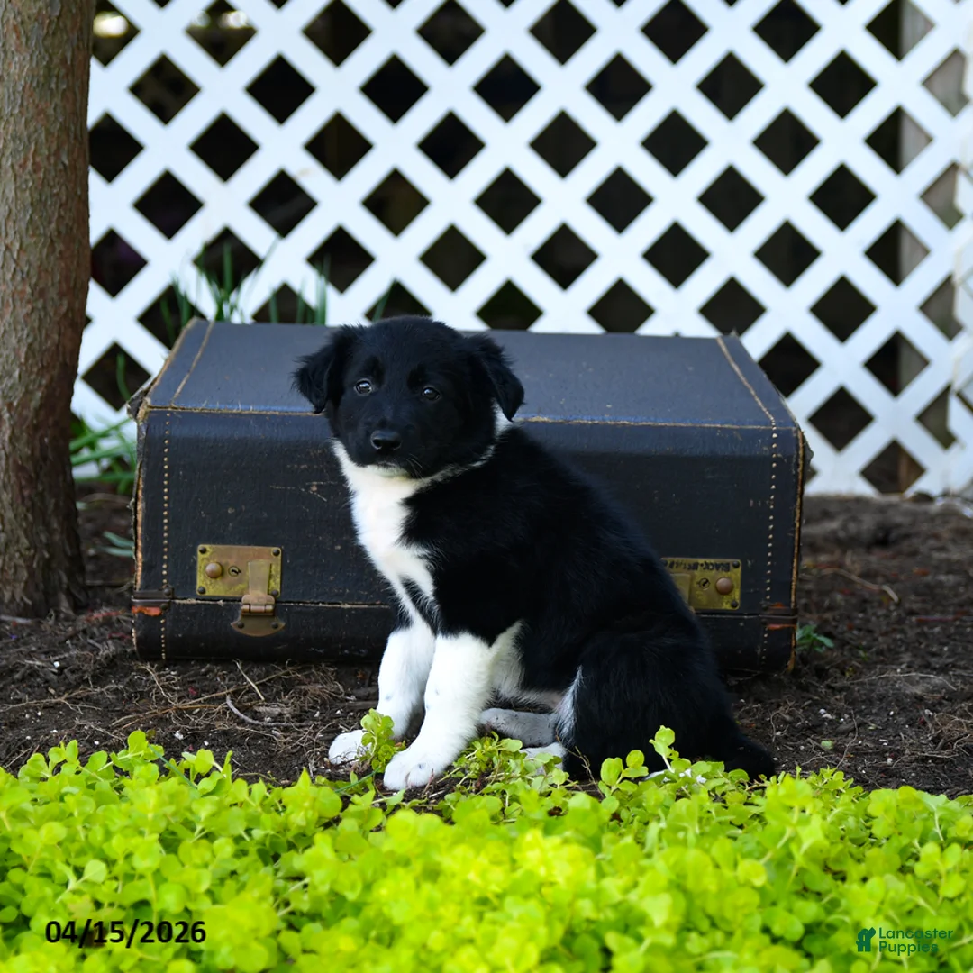 Border Collie dogs for sale: Lucie - Ad 2