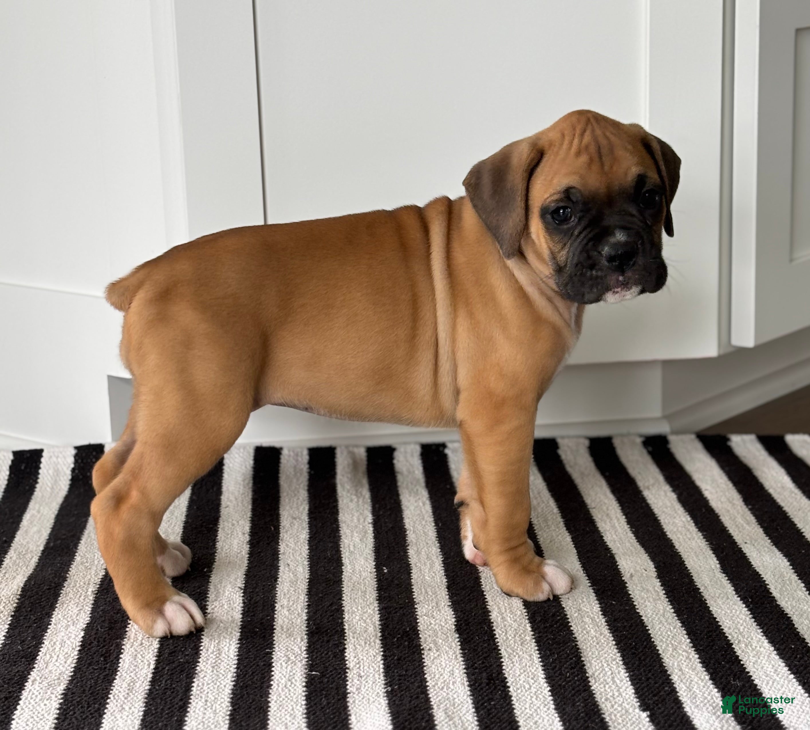 Boxer dogs Nova - Ad 2