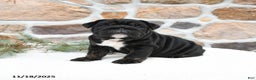 English Bulldog dogs for sale: Bonnie - Ad 1