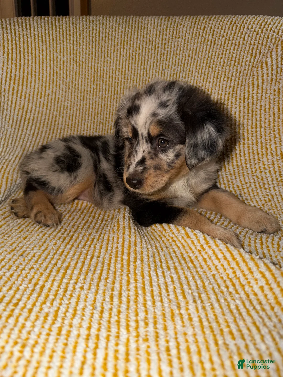 Miniature Australian Shepherd dogs for sale: Miniature Australian Shepherd Puppy 5 - Ad 1