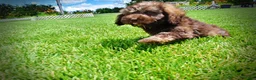 Havapoo dogs for sale: Frisco - Ad 13
