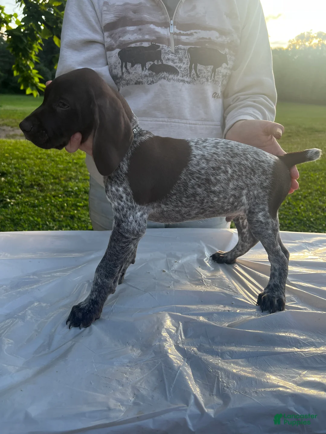 German Shorthaired Pointer dogs for sale: Quincy - Ad 1