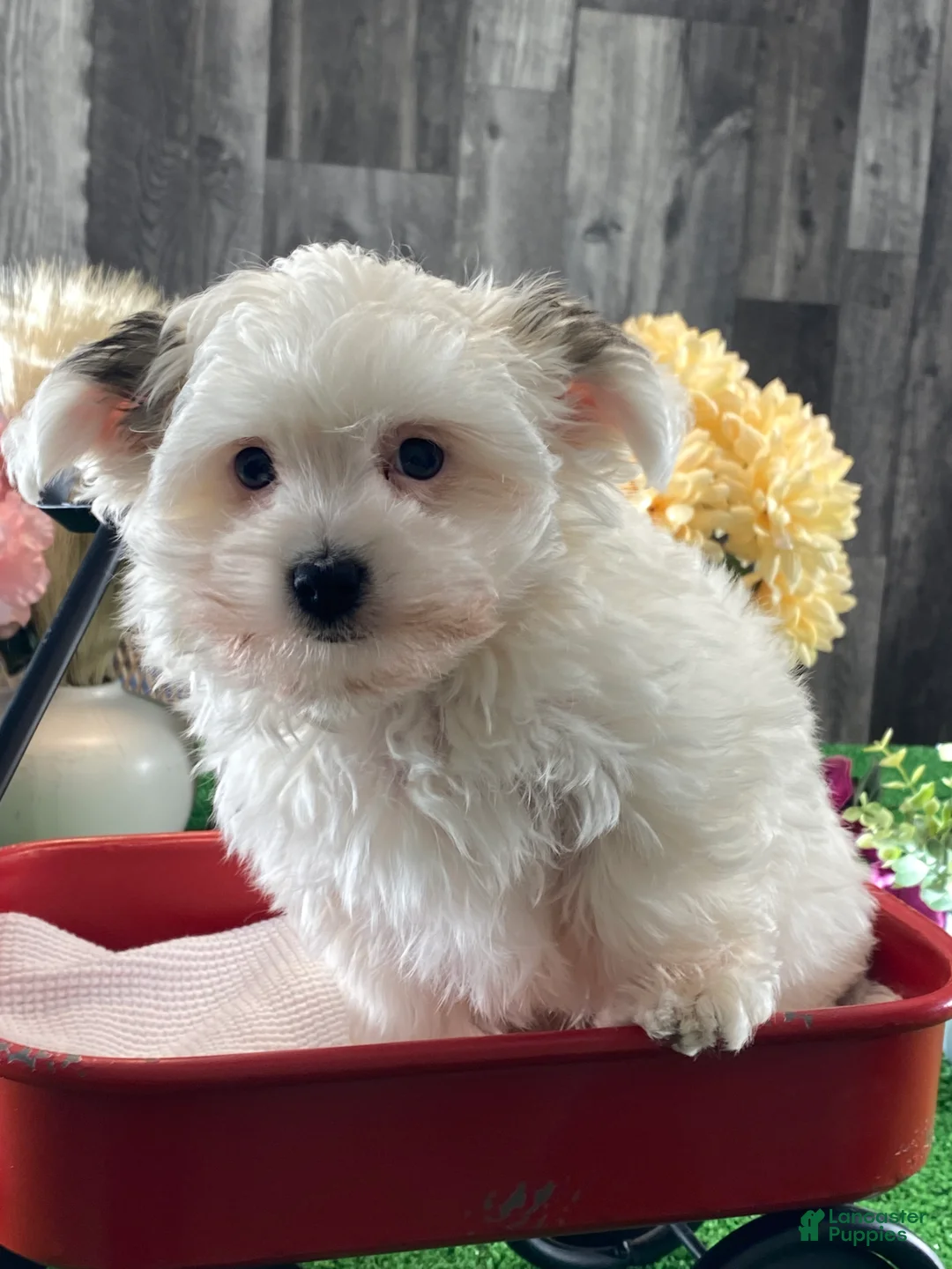 Morkie dogs for sale: Tiger  - Ad 4