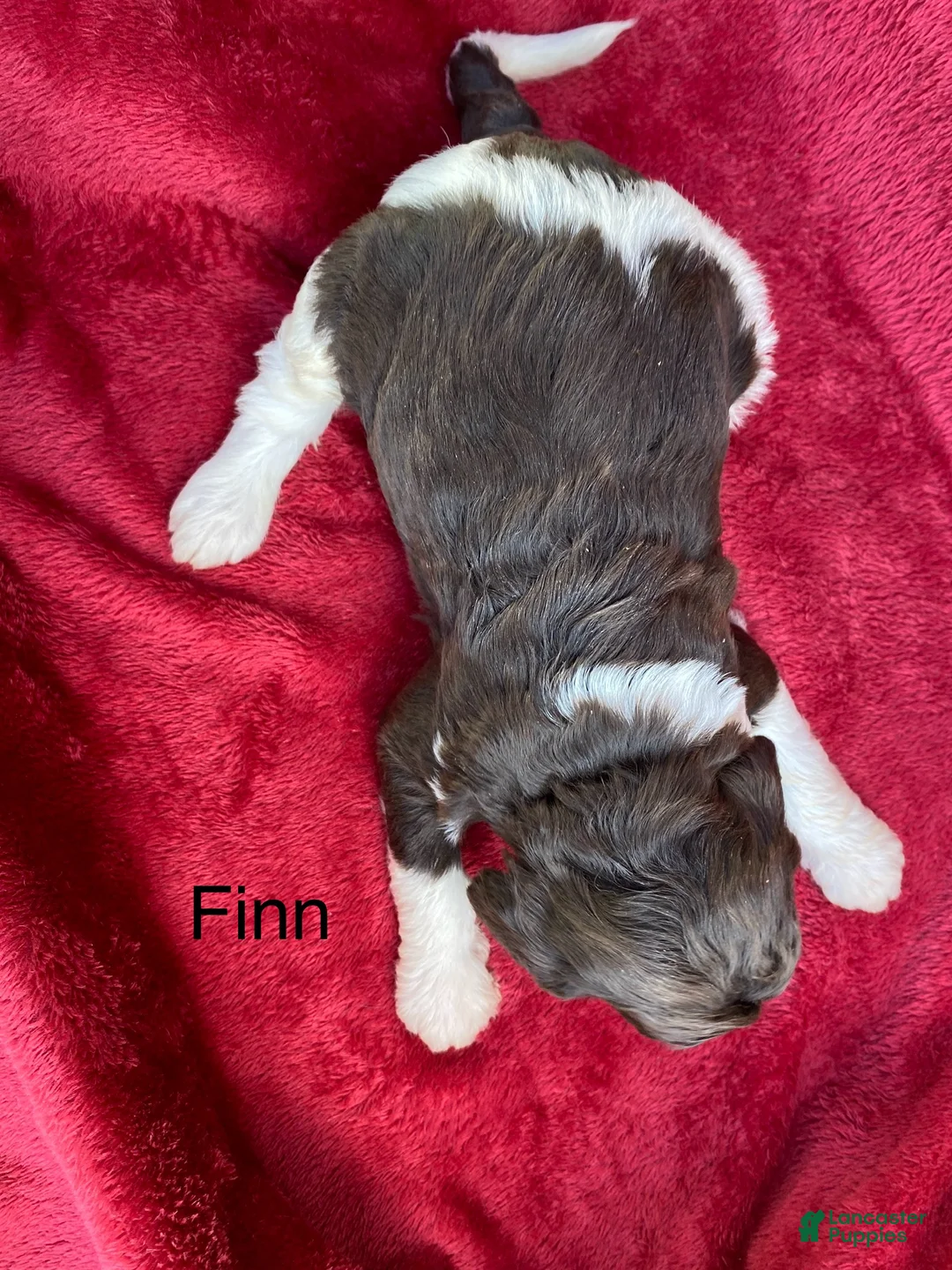 Labradoodle dogs for sale: F1bb Finn - Ad 2