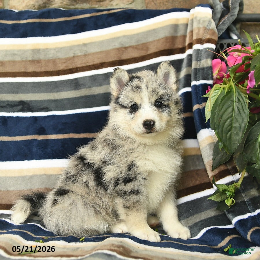 Pomsky dogs Fluffy  - Ad 1