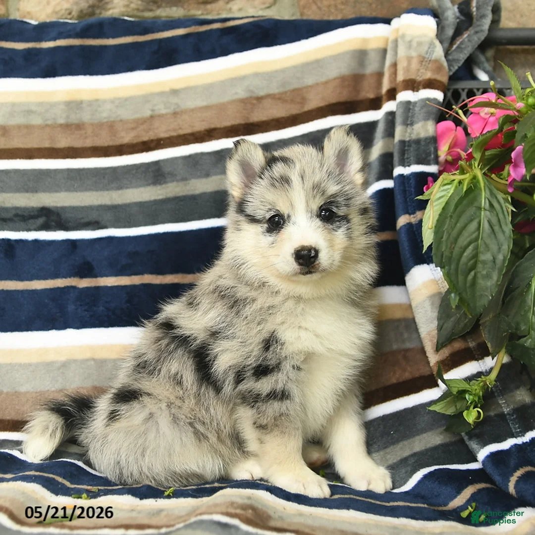 Pomsky dogs for sale: Fluffy  - Ad 1