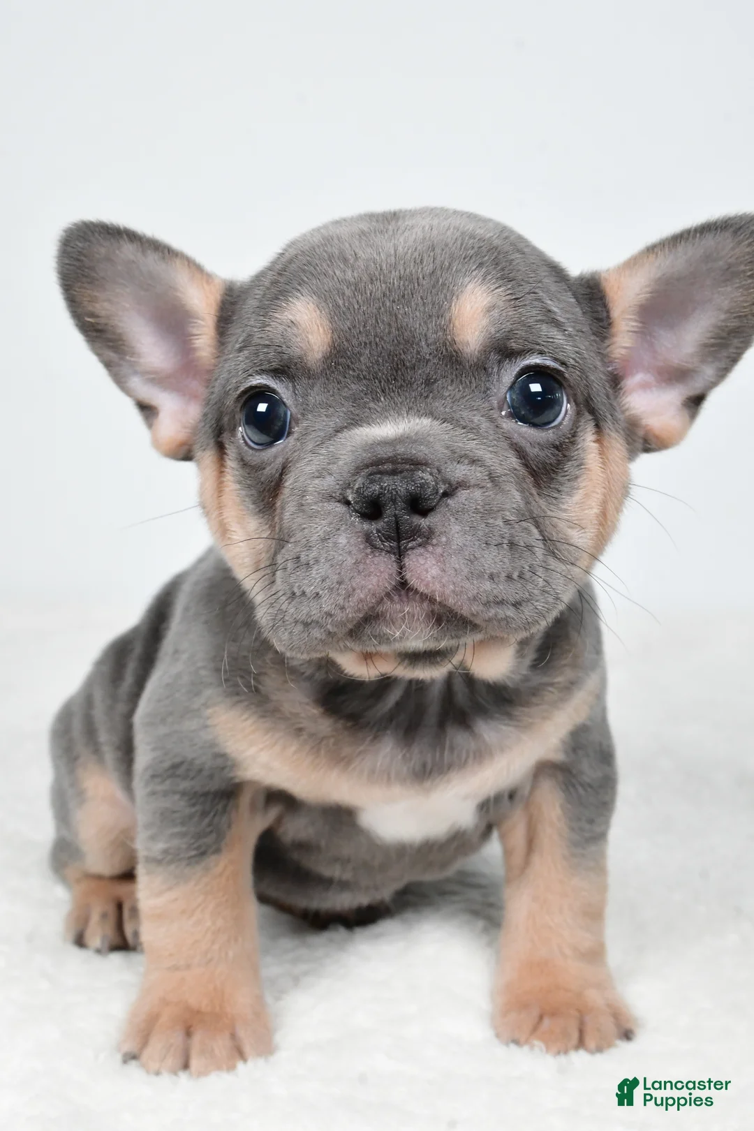 French Bulldog dogs for sale: Bella - Ad 2