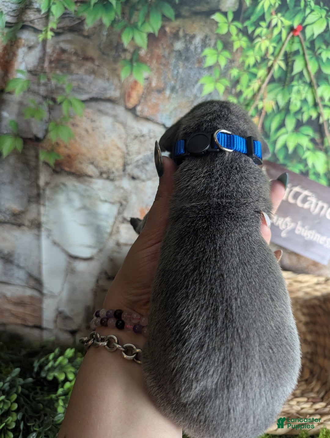 Great Dane dogs for sale: Gimli Male Blue Brindle Great Dane Puppy  - Ad 4