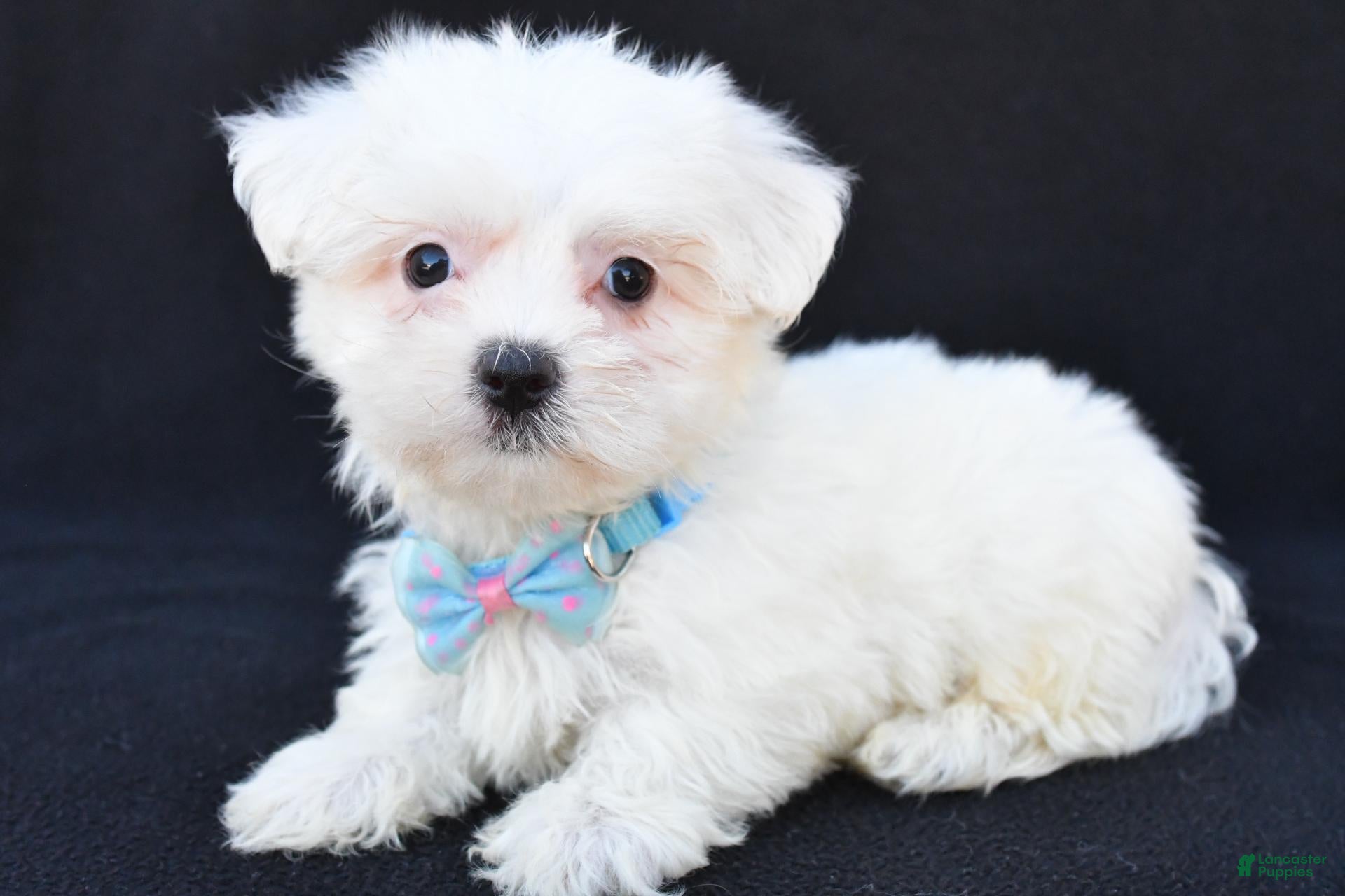 Maltese dogs for sale: Biscuit - Ad 1