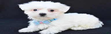 Biscuit