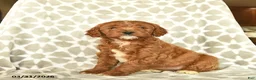 Cavapoo dogs for sale: April  - Ad 3