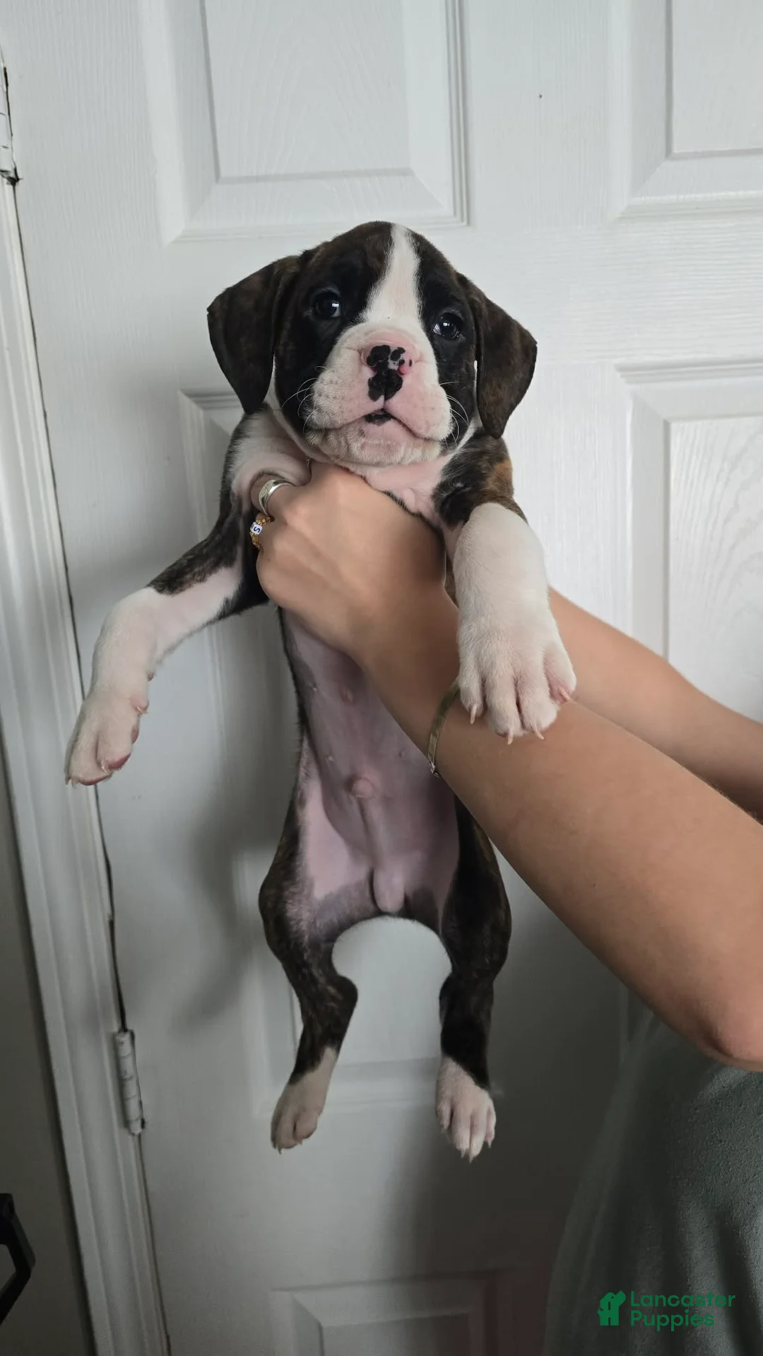 Boxer dogs for sale: Chase - Ad 2