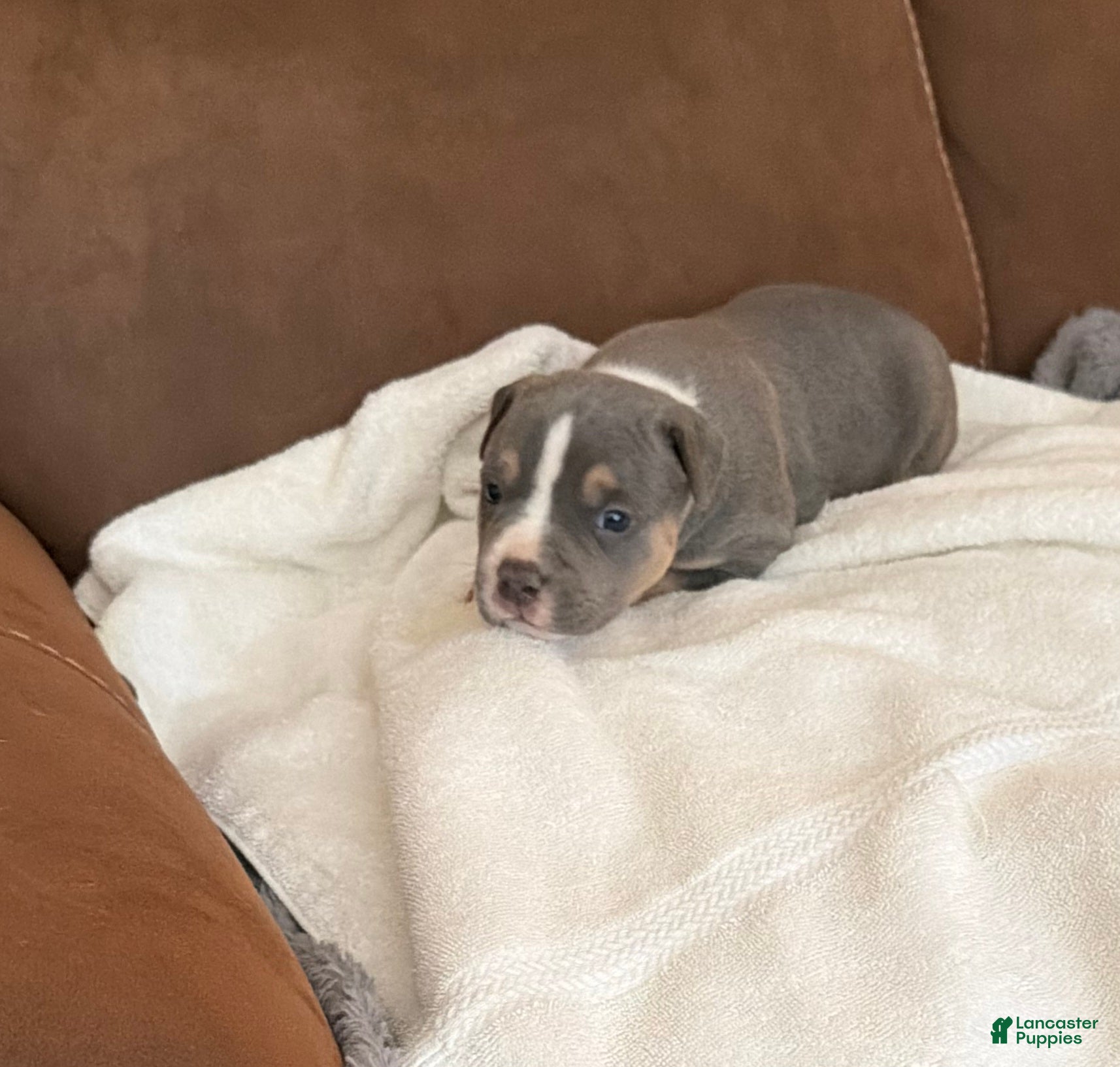 American Bully dogs Clyde - Ad 2
