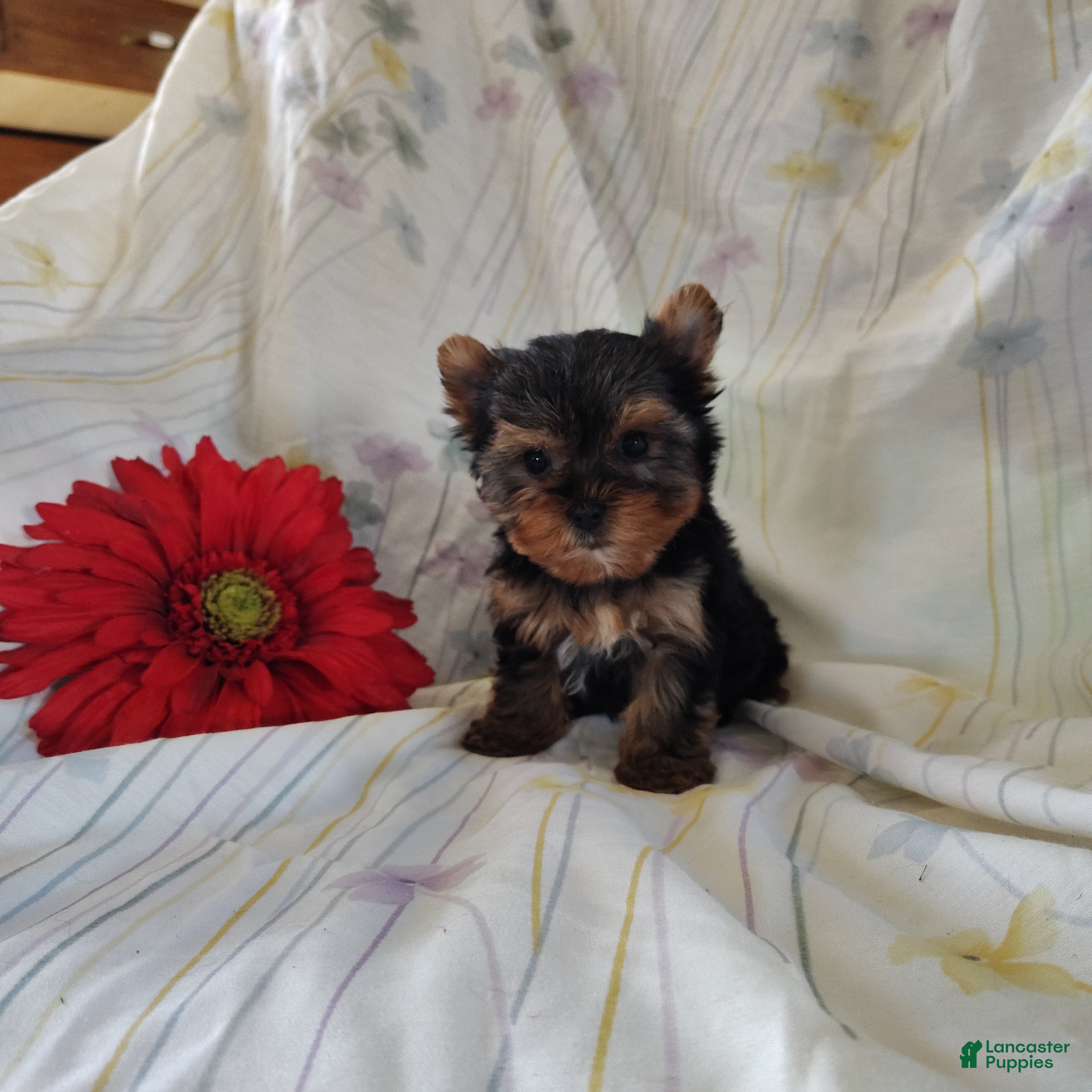 Yorkshire Terrier dogs Suzie - Ad 2