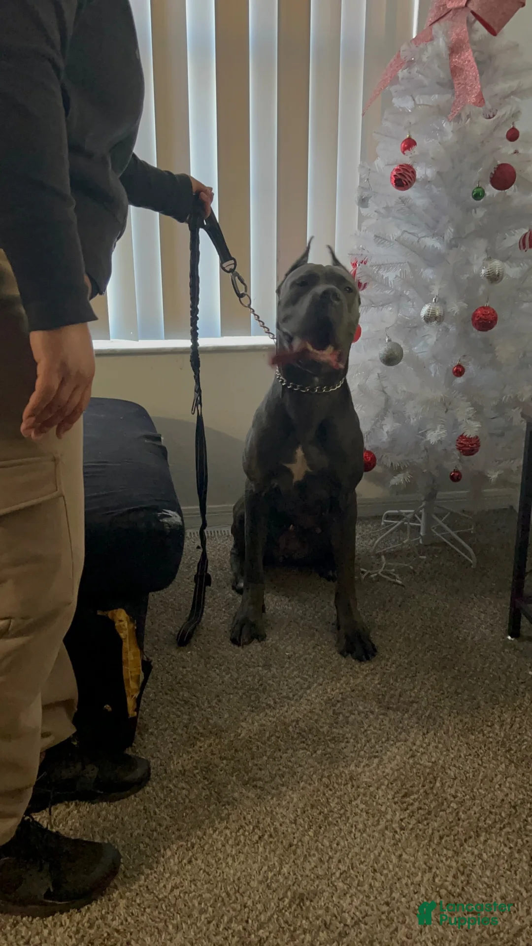 Cane Corso dogs for sale: Cane Corso 3 - Ad 2
