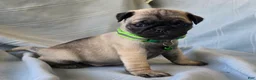 Pug dogs for sale: Bennie - Ad 4