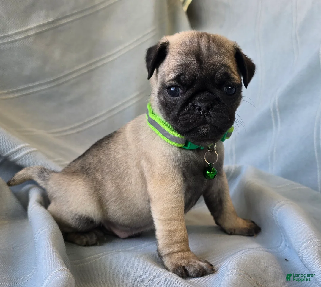 Pug dogs for sale: Bennie - Ad 4