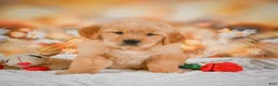 Golden Retriever dogs for sale: Willow - Ad 10