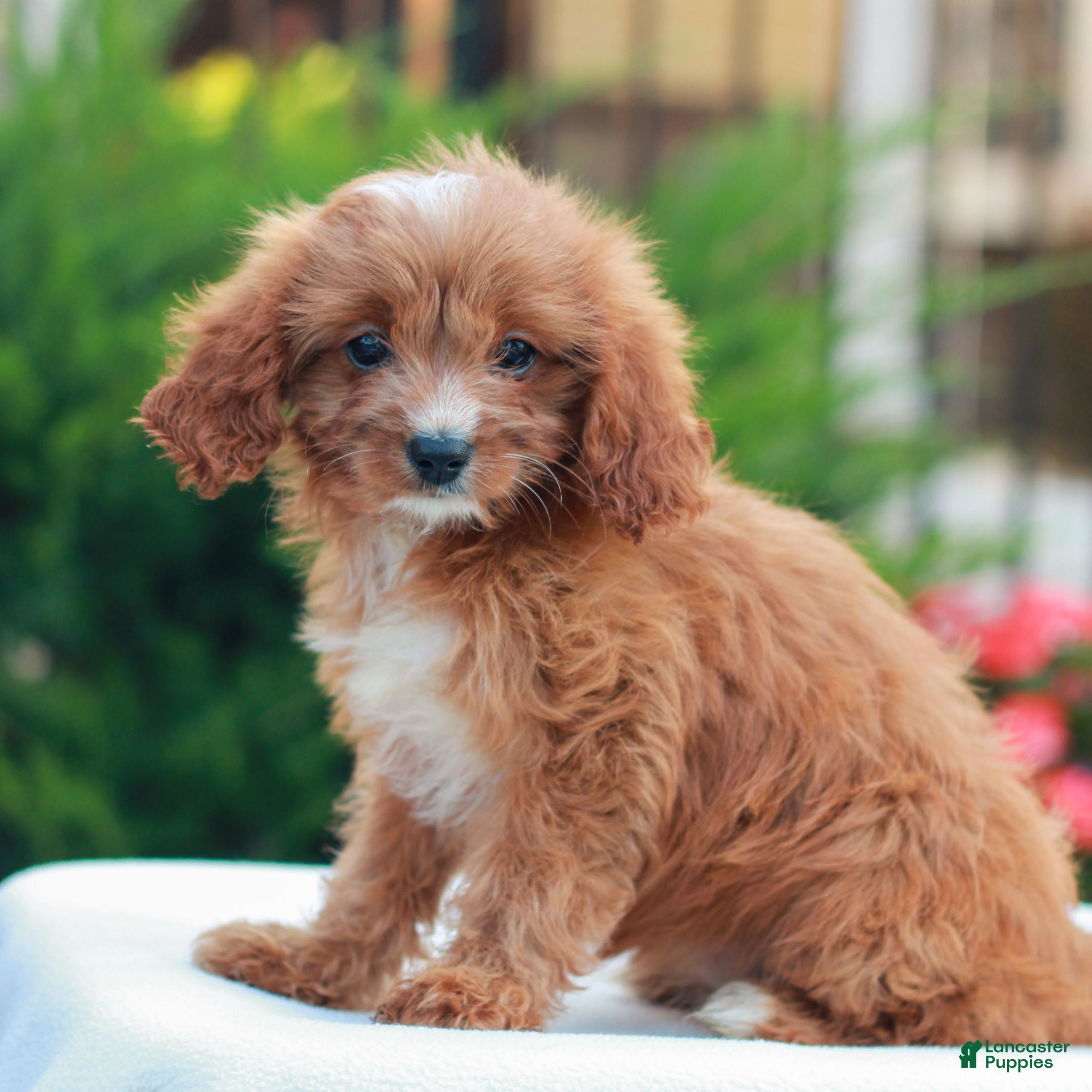 Cavapoo dogs Holly  - Ad 2