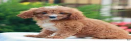 Cavapoo dogs for sale: Holly  - Ad 2