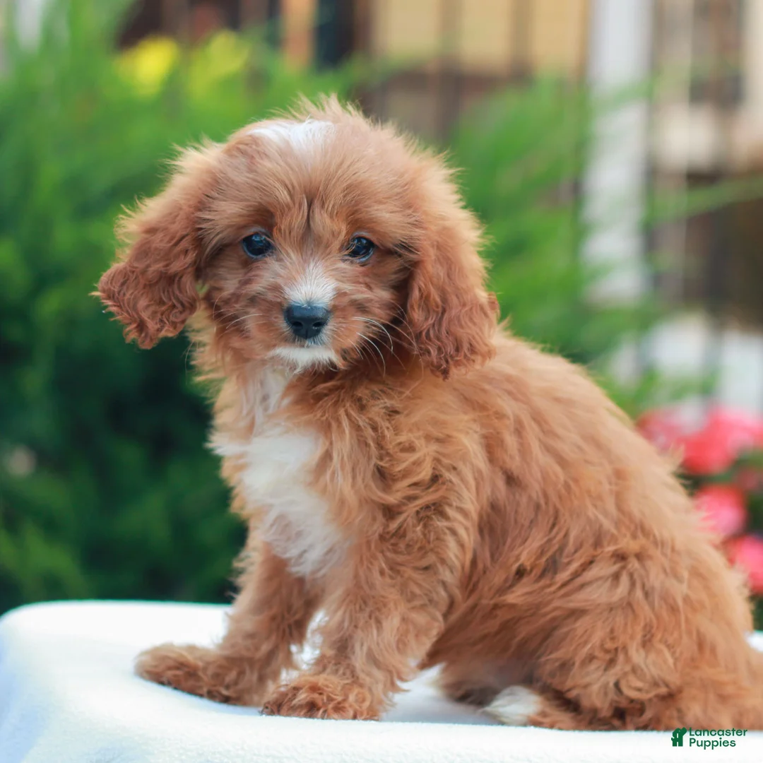 Cavapoo dogs for sale: Holly  - Ad 2