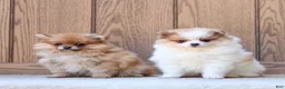 Pomeranian dogs for sale: Theresa - Ad 5
