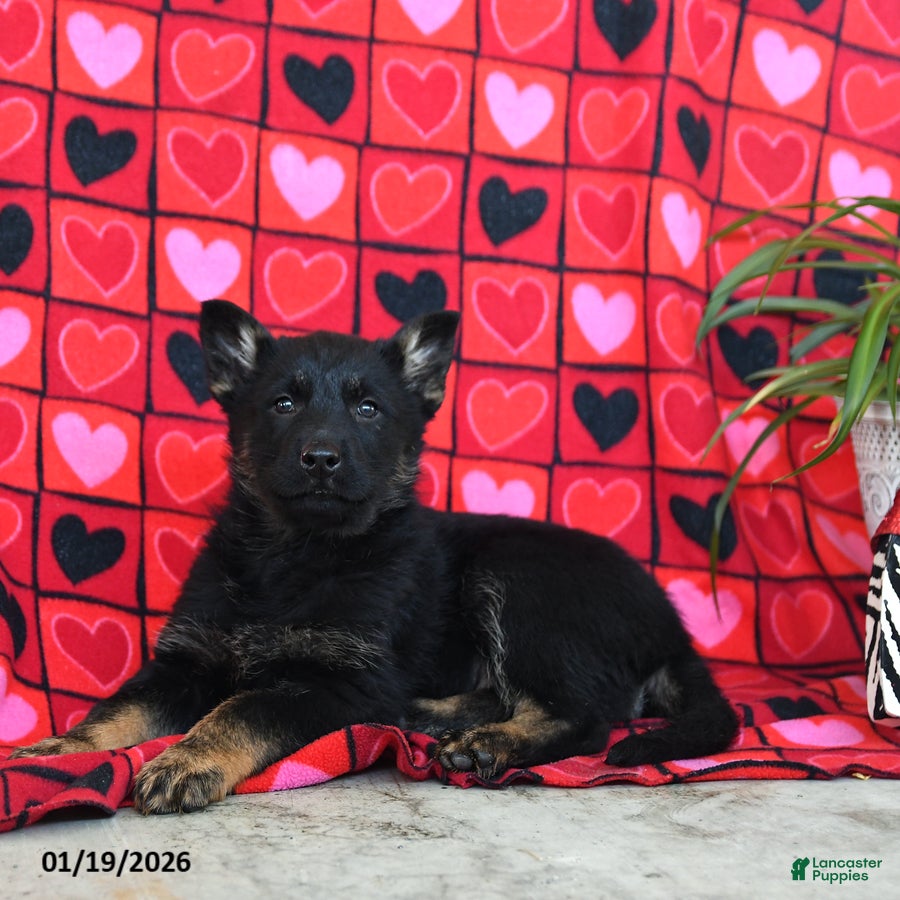 German Shepherd dogs Quinoa - Ad 2