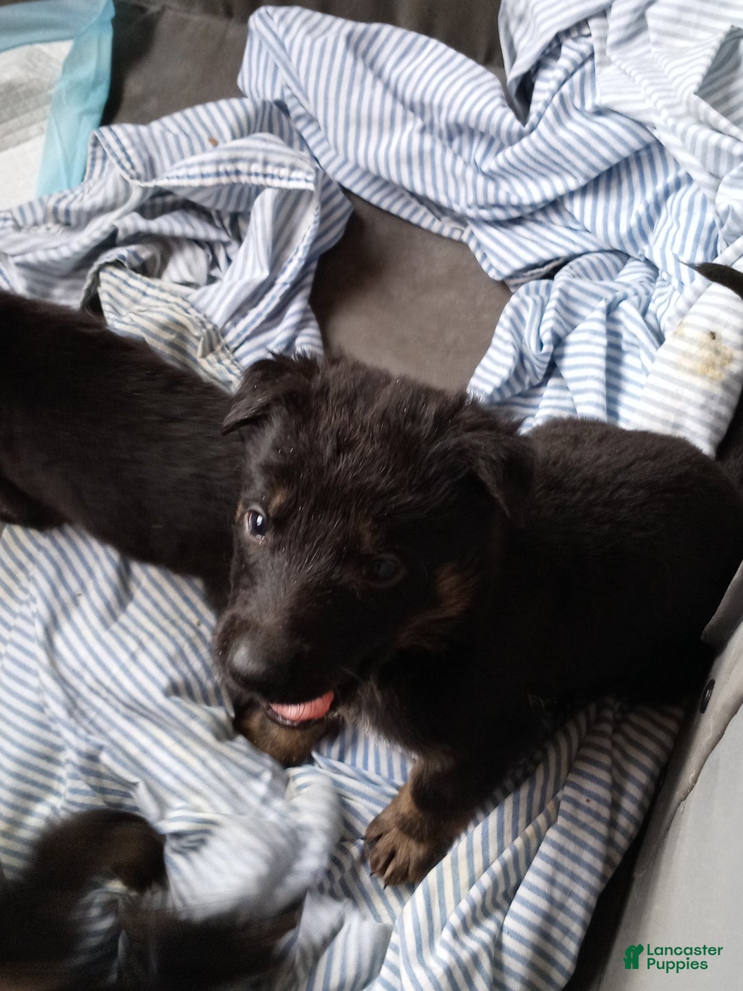 German Shepherd dogs for sale: German Shepherd Puppy 2 - Ad 1