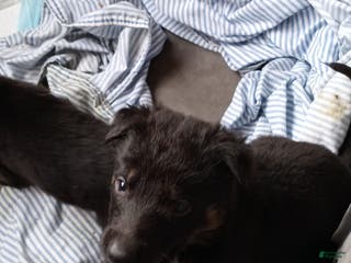 German Shepherd dogs German Shepherd Puppy 2 - Ad 6