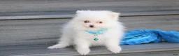Pomeranian dogs for sale: Casper - Ad 6