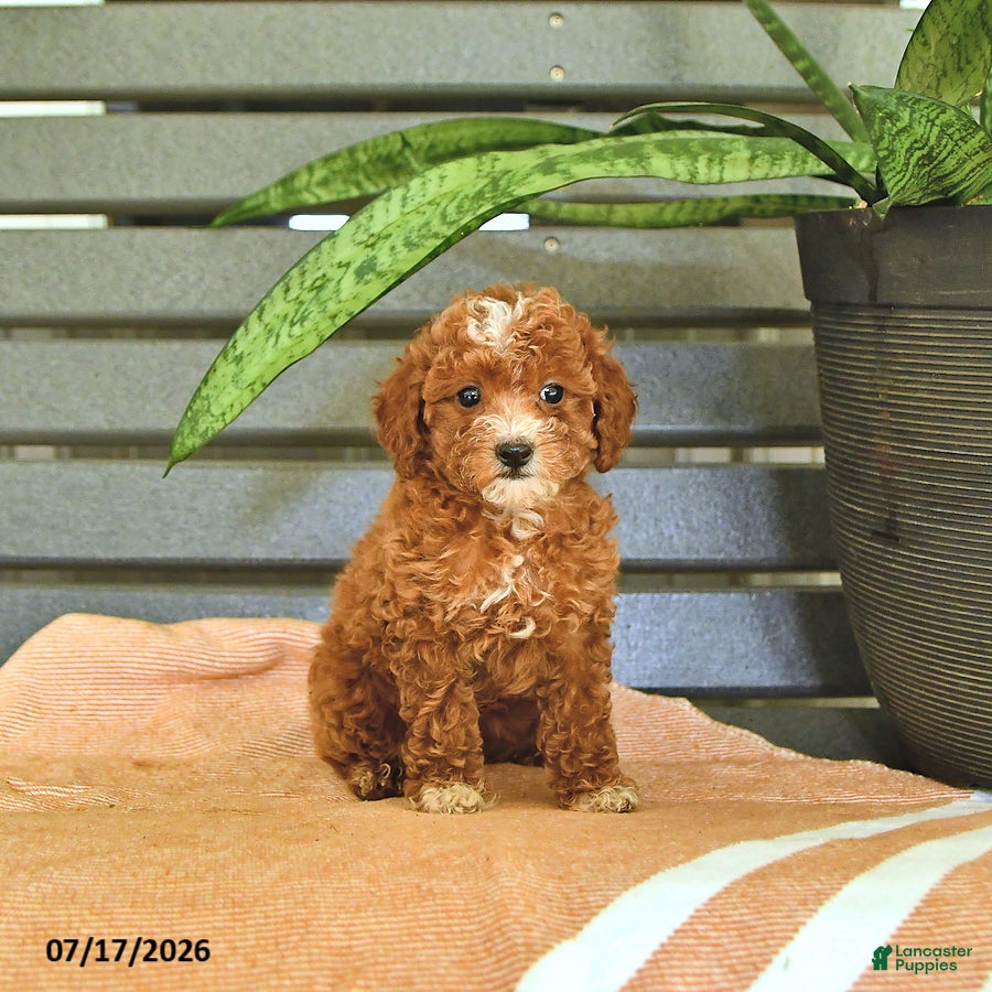 Miniature Poodle dogs Cinderella - Ad 1