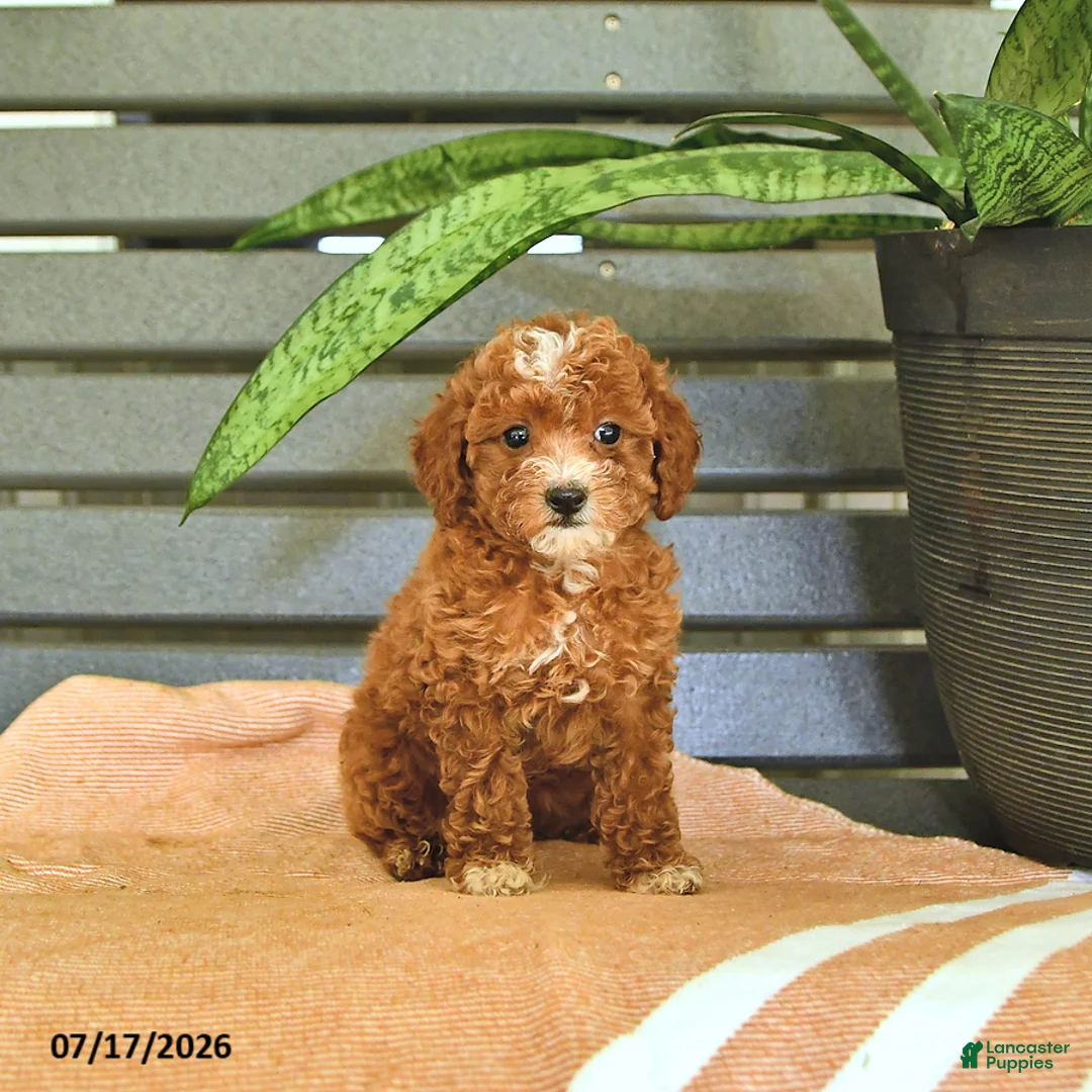 Miniature Poodle dogs for sale: Cinderella - Ad 1
