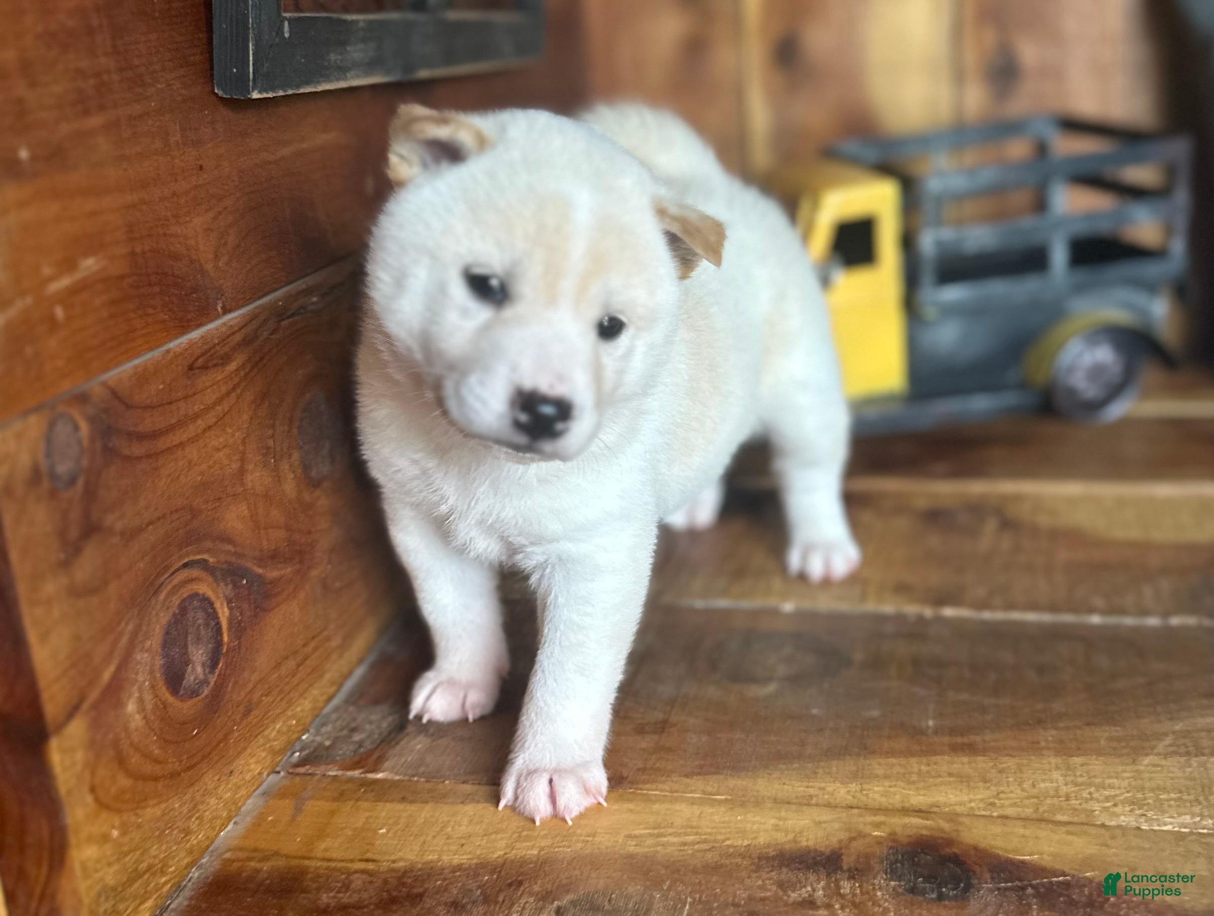 Shiba Inu dogs Shiba Inu Puppy 3 - Ad 2